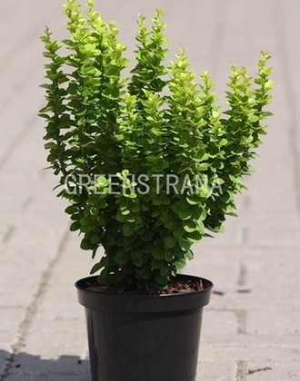 Барбарис Тунберга Эректа (Berberis thunbergii 'Erecta')