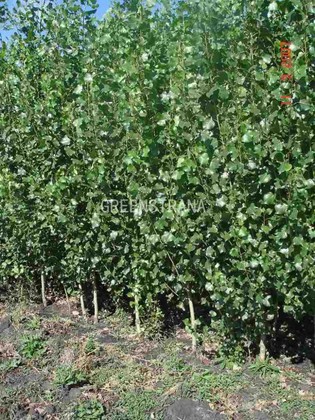 Тополь пирамидальный (Populus nigra 'Italica')