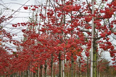 Яблоня Ред Сентинел (Malus 'Red Sentinel')