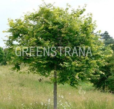 Липа крупнолистная Паннония (Tilia platyphyllos 'Pannonia')