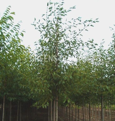 Ольха черная Лациниата (Alnus glutinosa 'Laciniata')