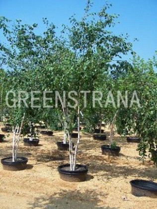 Береза полезная Дооренбос (Betula utilis 'Doorenbos')