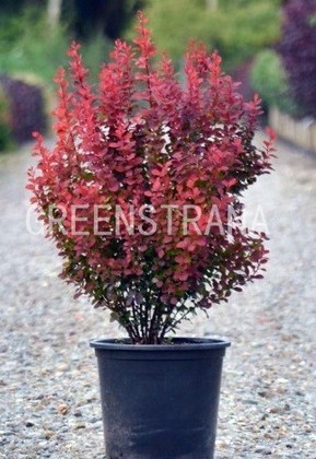 Барбарис Тунберга Оранж Рокет (Berberis thunbergii 'Orange Rocket')
