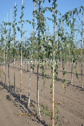 Береза полезная Лонг Транк (Betula utilis 'Long Trunk')
