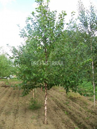 Береза черная (Betula nigra)