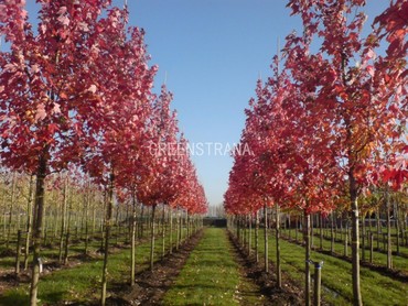 Клен красный Октобер Глори (Acer rubrum 'October Glory')