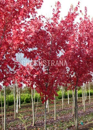 Клен красный Саммер Ред (Acer rubrum 'Summer Red')