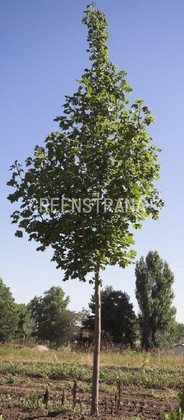 Клен остролистный Суперформ (Acer platanoides 'Superform')