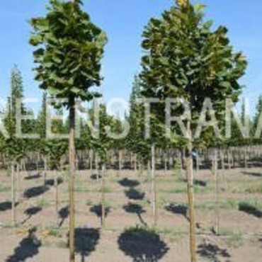 Липа крупнолистная Зелзате (Tilia platyphyllos 'Zelzate')