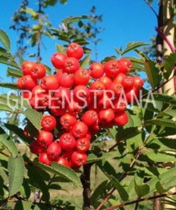 Рябина обыкновенная Россика Майор (Sorbus aucuparia 'Rossica Major')