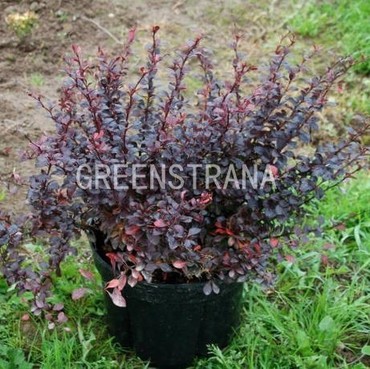 Барбарис Тунберга Дартс Ред Леди (Berberis thunbergii 'Dart\'s Red Lady')