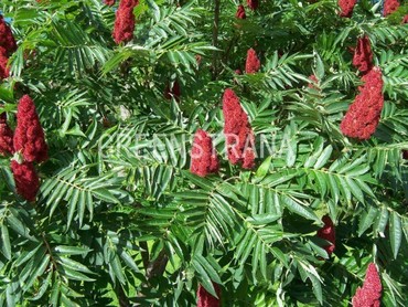Сумах уксусный (Rhus typhina)