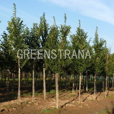 Вяз Додоенс (Ulmus 'Dodoens')