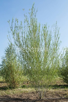 Ива Ледебура Снежный Шар (Salix ledebouriana 'Snezny Shar')