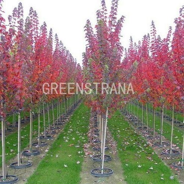 Клен красный Брендивайн (Acer rubrum 'Brandywine')