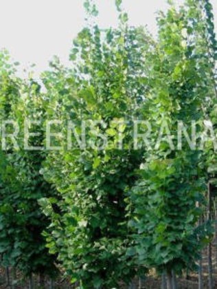 Липа крупнолистная Ратхаус (Tilia platyphyllos 'Rathaus')