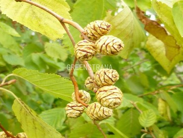 Ольха серая Аурея (Alnus incana 'Aurea')