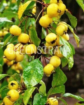 Яблоня Китайка золотая (Malus x prunifolia 'Kitaika Zolotaya')