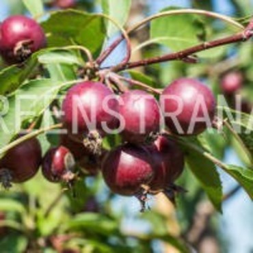 Яблоня Радиант (Malus 'Radiant')