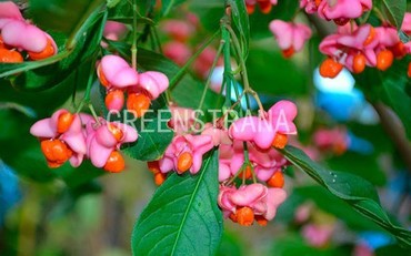 Бересклет европейский (Euonymus europaeus)