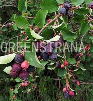Ирга колосистая (Amelanchier spicata)