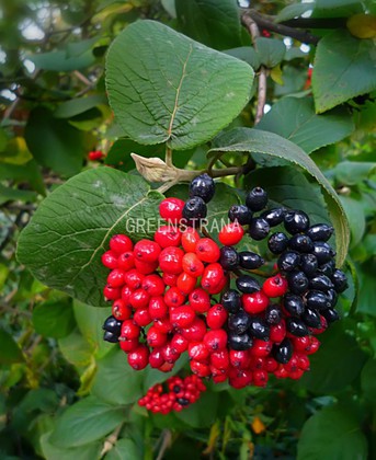 Калина гордовина (Viburnum lantana)