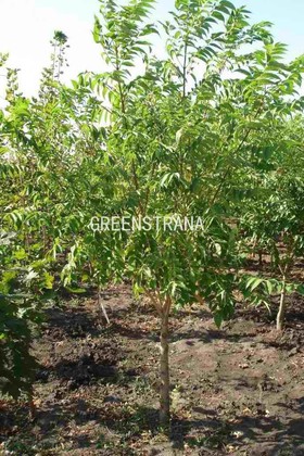 Бархат амурский (Phellodendron amurense)