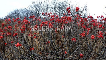 Рябина обыкновенная (Sorbus aucuparia) кустовая
