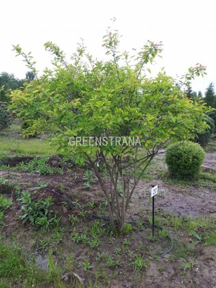 Ирга Ламарка (Amelanchier lamarckii) зонт