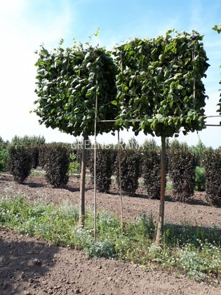 Липа европейская Паллида (Tilia x europaea 'Pallida') шпалера