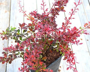 Барбарис Тунберга Роуз Глоу (Berberis thunbergii 'Rose Glow')