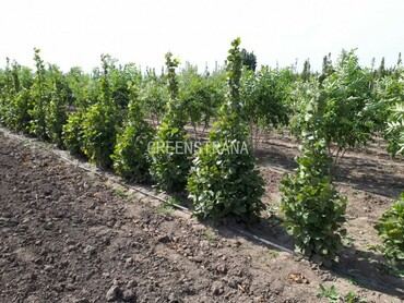 Липа крупнолистная Рахтус (Tilia platyphyllos 'Rathaus')