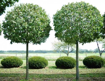 Липа крупнолистная Фастигиата (Tilia platyphyllos 'Fastigiata')