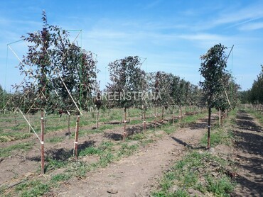 Яблоня Маковецкого (Malus 'Makowieckiana')