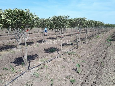 Боярышник мягковатый (Crataegus mollis)
