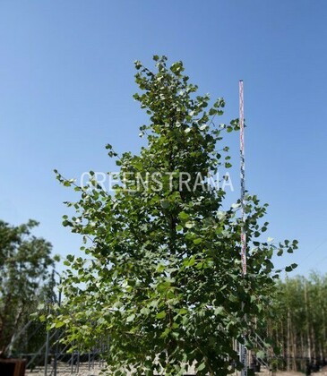 Липа мелколистная (Tilia cordata)