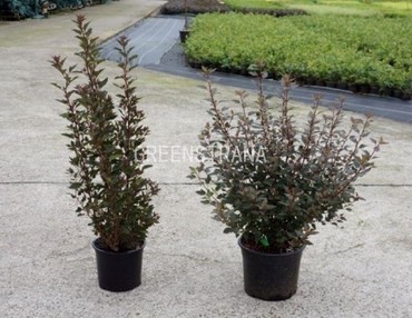 Пузыреплодник калинолистный Литтл Джокер (Physocarpus opulifolius 'Little Joker')