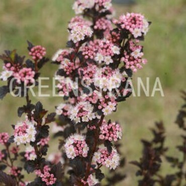 Пузыреплодник калинолистный Тайни Вайн (Physocarpus opulifolius 'Tiny Wine')