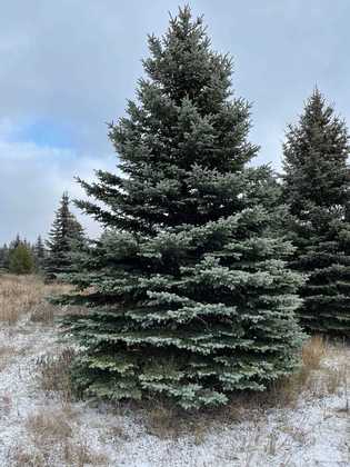 Ель колючая Глаука (Picea pungens 'Glauca')