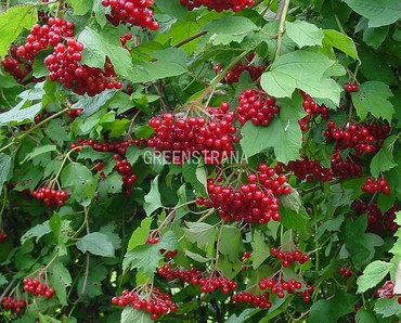 Калина обыкновенная (Viburnum opulus)
