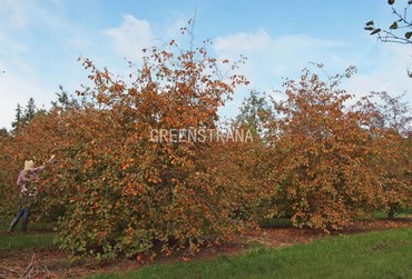 Боярышник Арнольда (Crataegus arnoldiana)