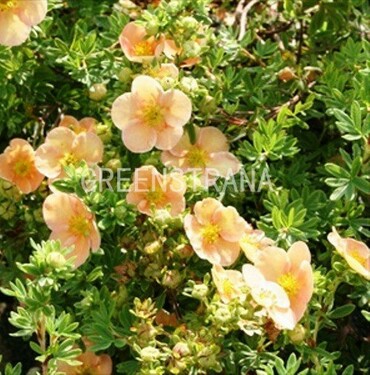 Лапчатка Фридрихсена (Potentilla x friedrichsenii)