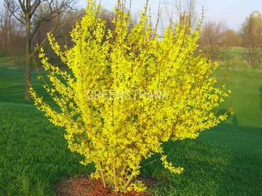 Форзиция европейская (Forsythia europaea)