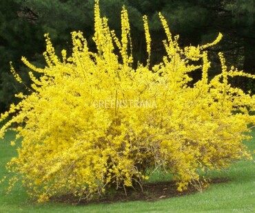 Форзиция свисающая (пониклая) (Forsythia suspensa)