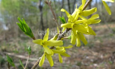 Форзиция яйцевидная (Forsythia ovata)