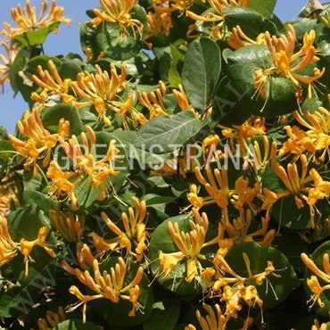 Жимолость Тельмана (Lonicera x tellmanniana)