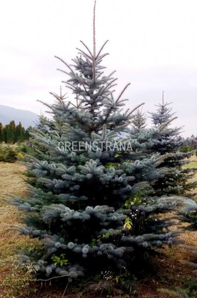 Ель колючая Глаука (Picea pungens 'Glauca') - EXTRA