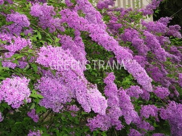 Сирень китайская (Syringa x chinensis)
