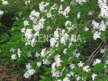 Дейция Вильморена (Deutzia vilmoriniae)
