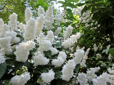 Дейция шершавая (Deutzia scabra)